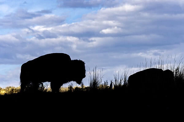 American Bison silhouette. Yellowstone National Park, Wyoming