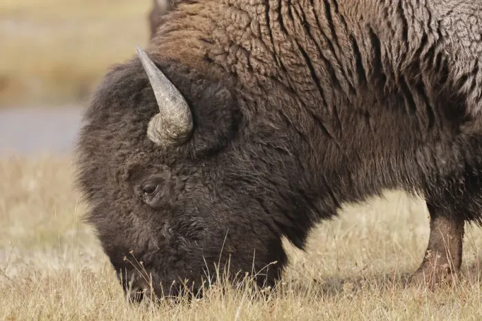 Framed Print : American Bison. Yellowstone National Park, Wyoming