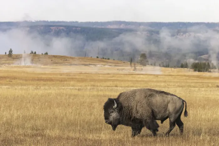 Framed Print : American Bison. Yellowstone National Park, Wyoming Framed Print : American Bison. Yellowstone National Park, Wyoming