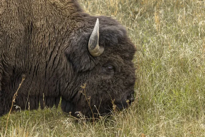 Framed Print : American Bison. Yellowstone National Park, Wyoming Framed Print : American Bison. Yellowstone National Park, Wyoming