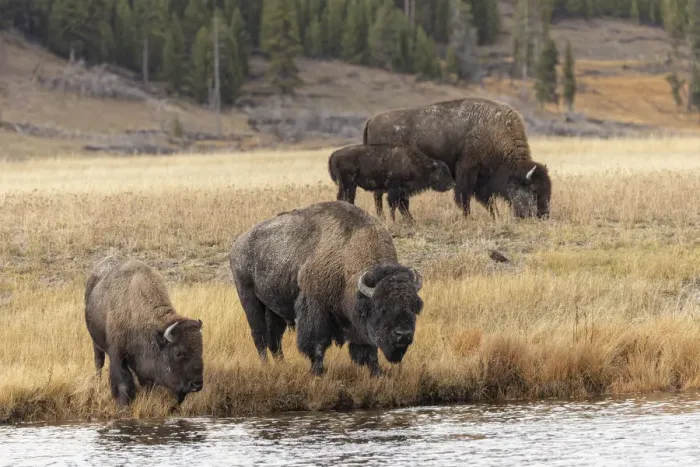 Framed Print : American Bison. Yellowstone National Park, Wyoming Framed Print : American Bison. Yellowstone National Park, Wyoming