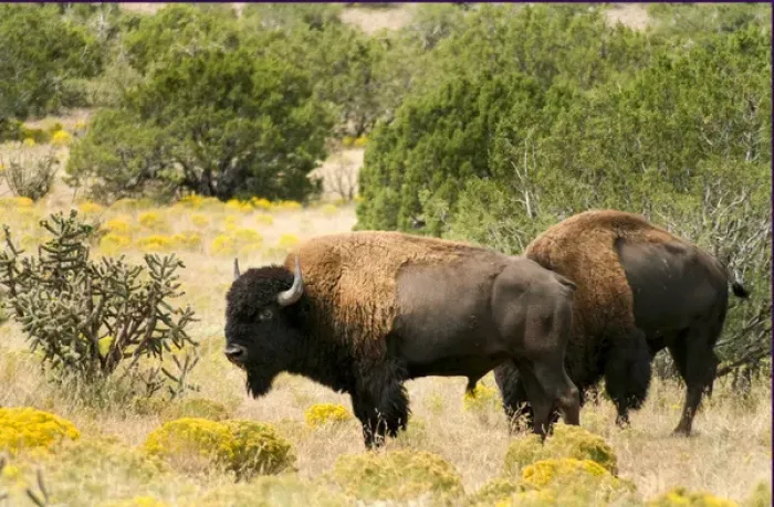 Framed Print : Two American Bisons on a farm, Santa Fe, New Mexico, United States. (PR) Framed Print : Two American Bisons on a farm, Santa Fe, New Mexico, United States. (PR)