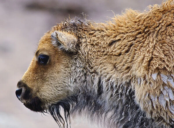 American Buffalo Calf, Yellowstone National Park, WY, USA