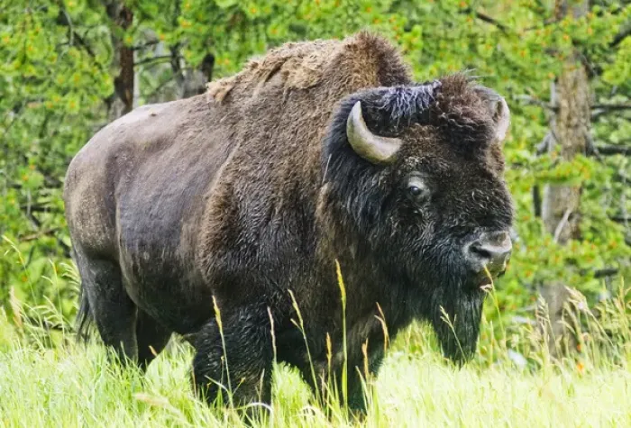 Framed Print : American Buffalo, Yellowstone National Park, WY, USA Framed Print : American Buffalo, Yellowstone National Park, WY, USA