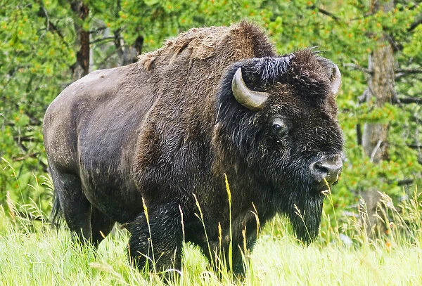 American Buffalo, Yellowstone National Park, WY, USA