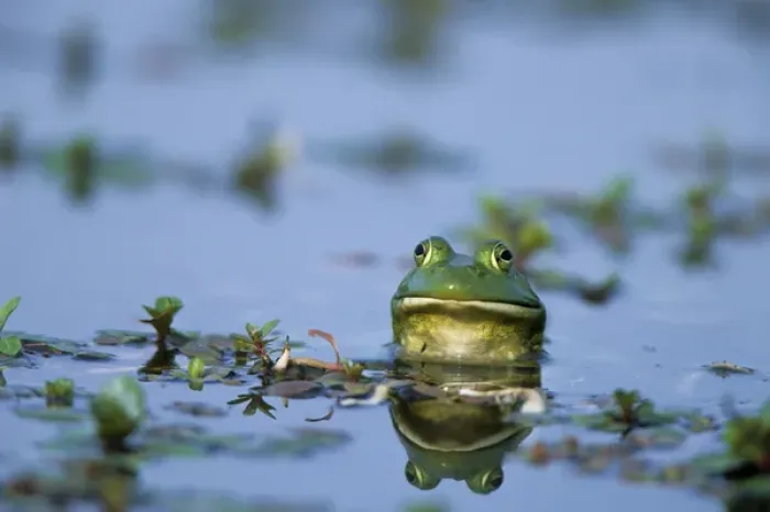 Framed Print : American Bullfrog (Rana catesbeiana) in wetland Marion Co. IL