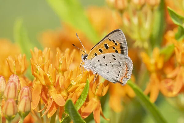 American Copper (Lycaena phlaeas) on Butterfly Milkweed (Asclepias tuberosa)