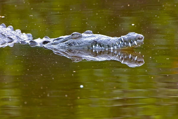 American crocodile, Crocodylus acutus, native to Southern United States, Central and South America
