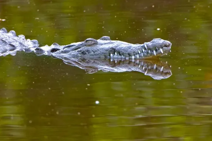 Framed Print : American crocodile, Crocodylus acutus, native to Southern United States, Central and South America Framed Print : American crocodile, Crocodylus acutus, native to Southern United States, Central and South America