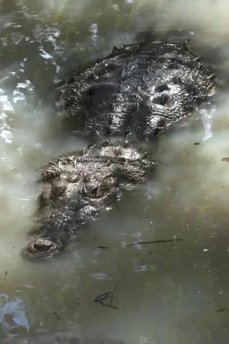 Framed Print : American crocodile (Crocodylus acutus) BELIZE, Central America RANGE: Atlantic