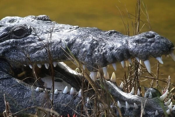American crocodile found in the saltwater swamp of North Key Largo and the Everglades