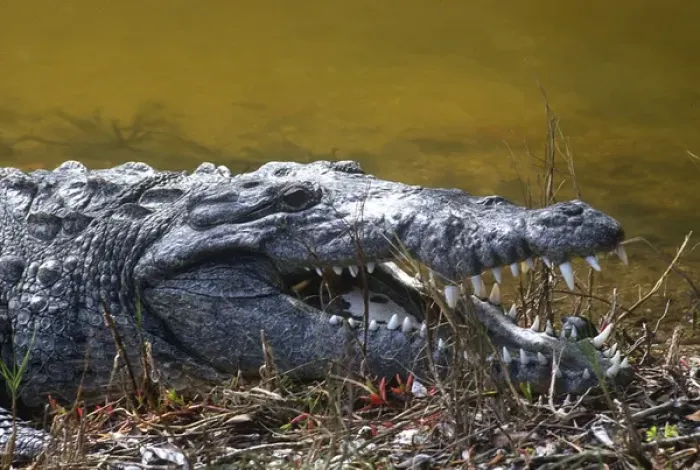 Framed Print : American crocodile found in the saltwater swamp of North Key Largo and the Everglades Framed Print : American crocodile found in the saltwater swamp of North Key Largo and the Everglades