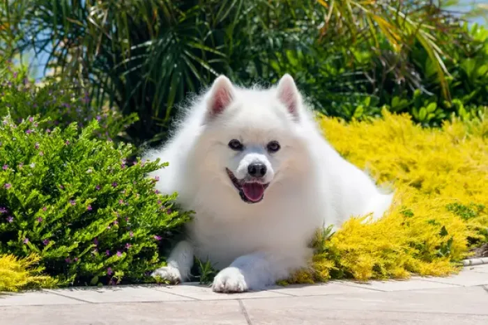 Framed Print : American Eskimo lying in garden plants Framed Print : American Eskimo lying in garden plants