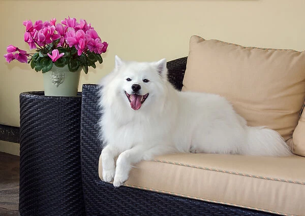 American Eskimo lying on patio couch