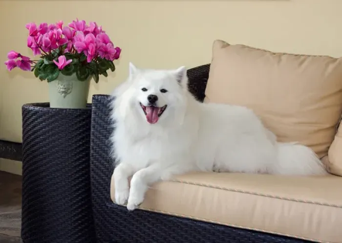 Framed Print : American Eskimo lying on patio couch Framed Print : American Eskimo lying on patio couch