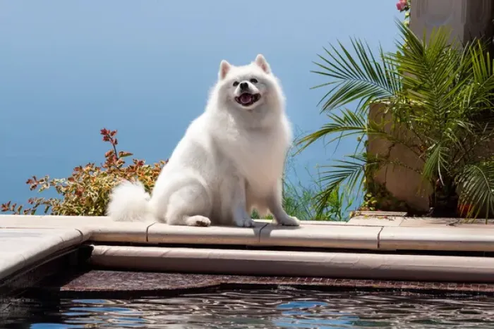 Framed Print : American Eskimo poolside