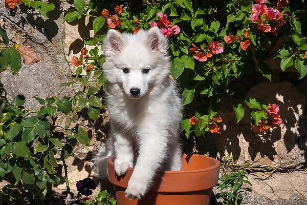 American Eskimo Puppy in a garden flower pot