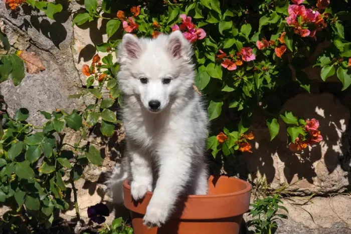Framed Print : American Eskimo Puppy in a garden flower pot