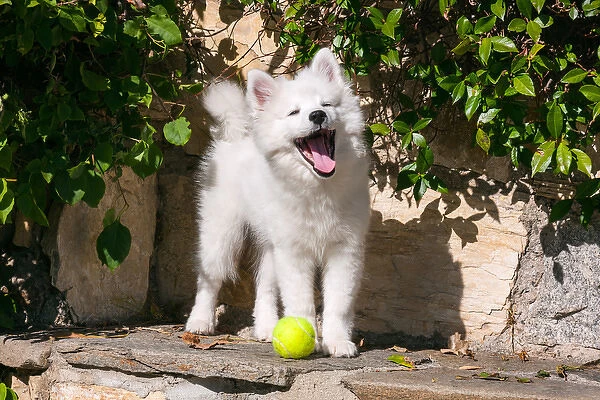 American Eskimo Puppy ready to play ball