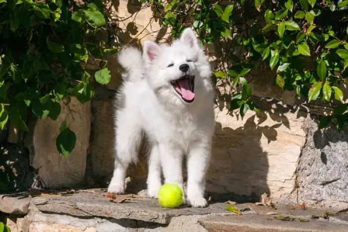 Framed Print : American Eskimo Puppy ready to play ball