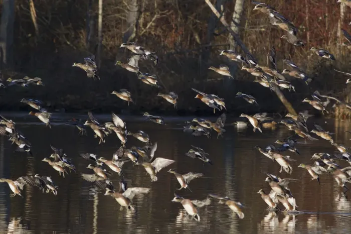 Framed Print : American & Eurasian Wigeon Flock Alighting Framed Print : American & Eurasian Wigeon Flock Alighting