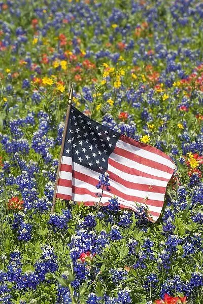American Flag in field of Blue Bonnets, Paintbrush Texas Hill Country
