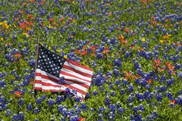 Framed Print : American Flag in field of Blue Bonnets, Paintbrush Texas Hill Country Framed Print : American Flag in field of Blue Bonnets, Paintbrush Texas Hill Country