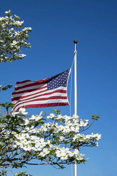 American flag near white dogwood tree, USA