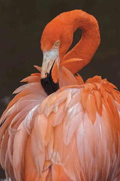 American flamingo preening feathers