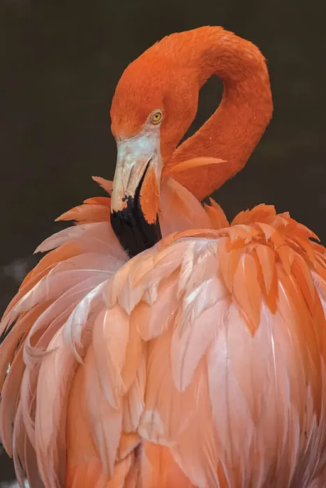 Framed Print : American flamingo preening feathers Framed Print : American flamingo preening feathers