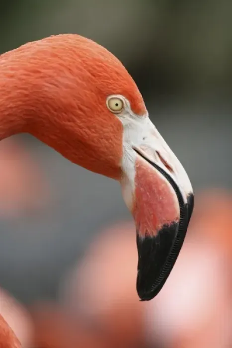 Framed Print : American Flamingo at the Sacramento Zoo