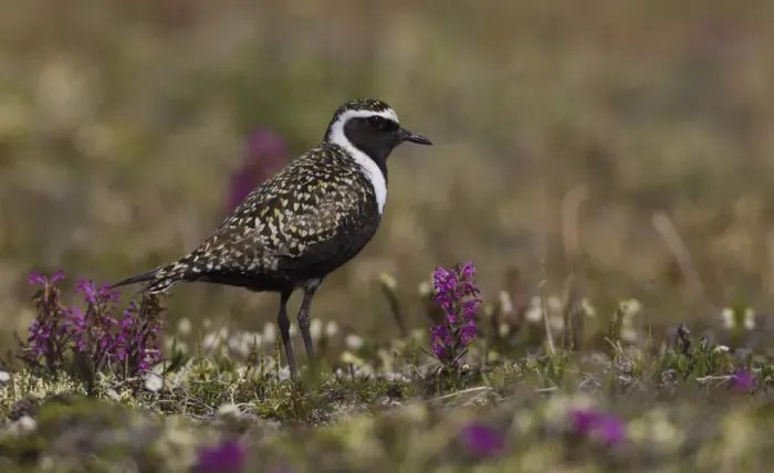 Framed Print : American golden-plover, Arctic tundra Framed Print : American golden-plover, Arctic tundra