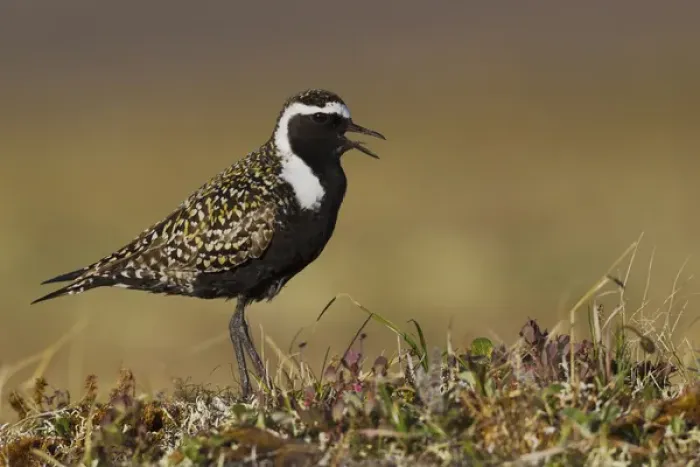 Framed Print : American Golden Plover Calling