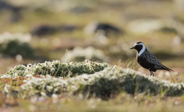 Framed Print : American golden plover silhouette on the Arctic tundra