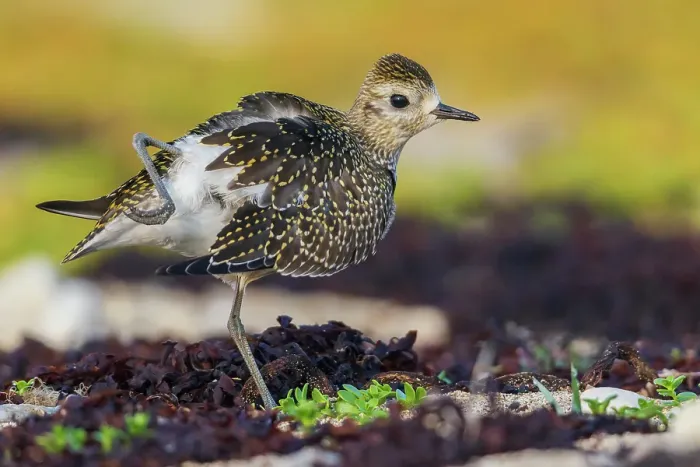 Framed Print : American golden plover stretching Framed Print : American golden plover stretching