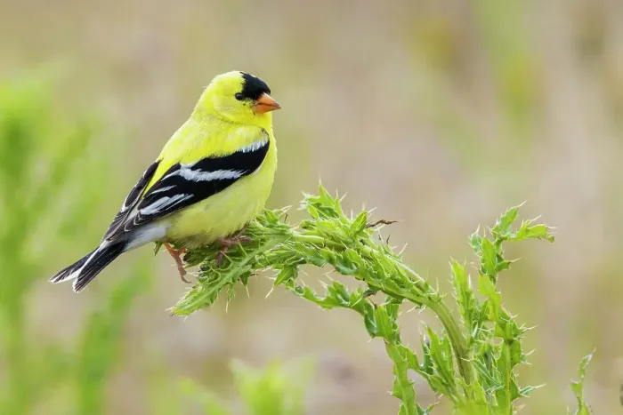 Framed Print : American goldfinch atop thistle buds, USA, Washington State Framed Print : American goldfinch atop thistle buds, USA, Washington State