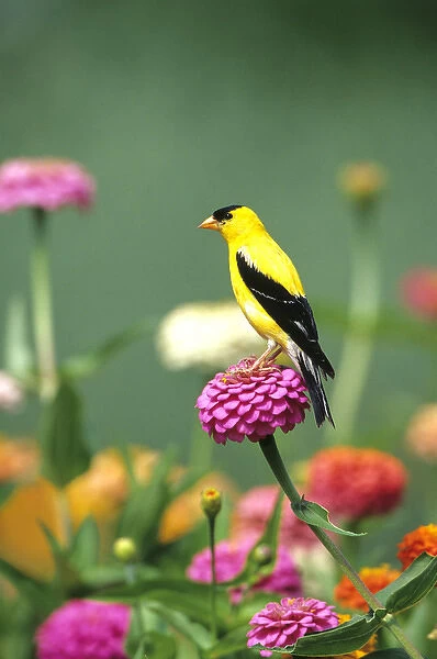 American Goldfinch (Carduelis tristis) male on Zinnias in garden, Marion Co. IL