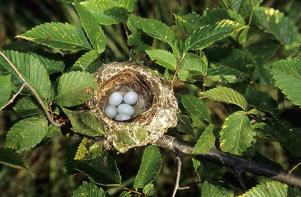 American Goldfinch (Carduelis tristis) nest with 5 eggs, Marion Co. IL