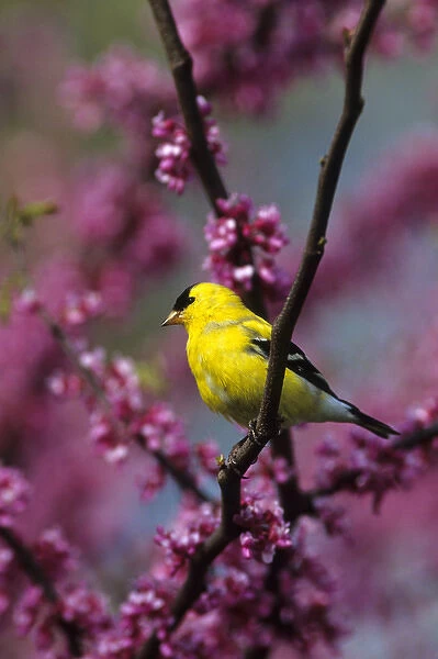 American Goldfinch (Carduelis tristis) male in Redbud tree (Cercis canadensis), Marion Co