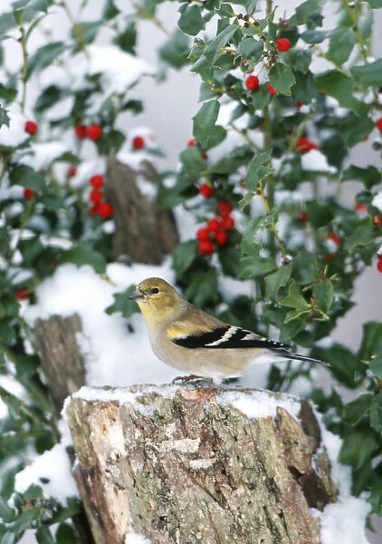 American Goldfinch (Carduelis tristis) on stump near China Holly (Ilex cornuta) in winter