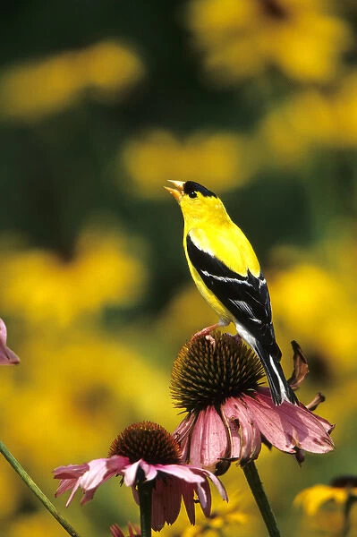 American Goldfinch (Carduelis tristis) male singing on purple coneflower Marion Co. IL