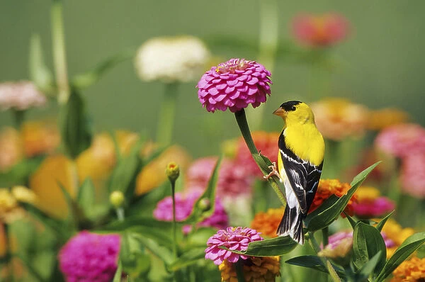 American Goldfinch (Carduelis tristis) male on zinnia (Zinnia sp. ) Marion Co. IL