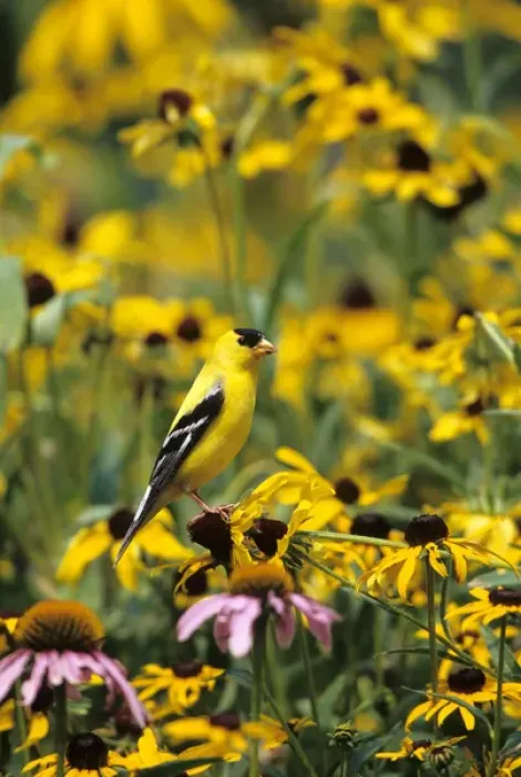 Framed Print : American Goldfinch (Carduelis tristis) male on Black-eyed Susans Marion Co. IL