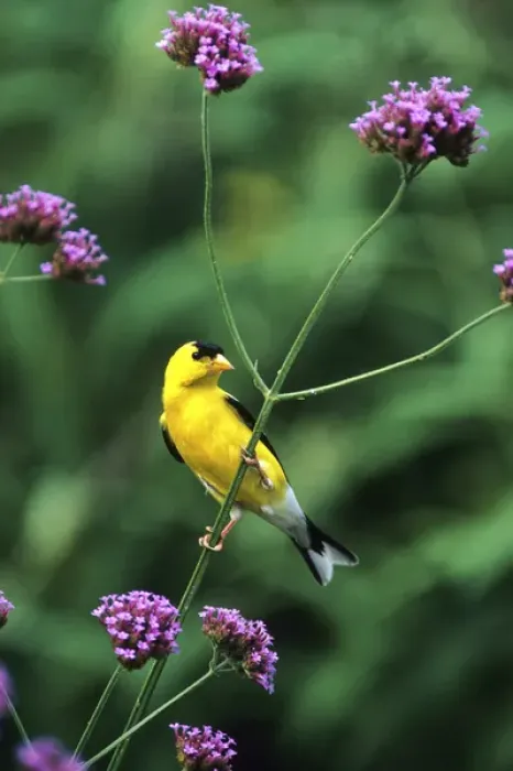 Framed Print : American Goldfinch (Carduelis tristis) male on Brazilian Verbena (Verbena bonariensis) in garden Framed Print : American Goldfinch (Carduelis tristis) male on Brazilian Verbena (Verbena bonariensis) in garden