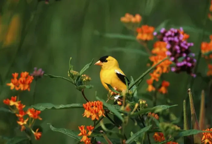 Framed Print : American Goldfinch (Carduelis tristis) male on Verbena bonariensis & Butterfly Milkweed Framed Print : American Goldfinch (Carduelis tristis) male on Verbena bonariensis & Butterfly Milkweed
