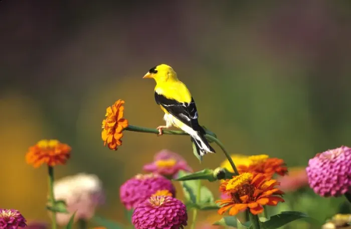 Framed Print : American Goldfinch (Carduelis tristis) male on Zinnias in garden, Marion Co. IL Framed Print : American Goldfinch (Carduelis tristis) male on Zinnias in garden, Marion Co. IL
