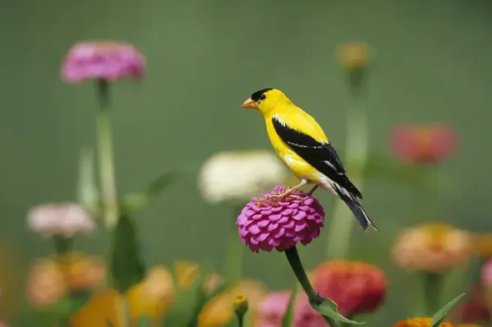 Framed Print : American Goldfinch (Carduelis tristis) male on Zinnias in garden, Marion Co. IL Framed Print : American Goldfinch (Carduelis tristis) male on Zinnias in garden, Marion Co. IL