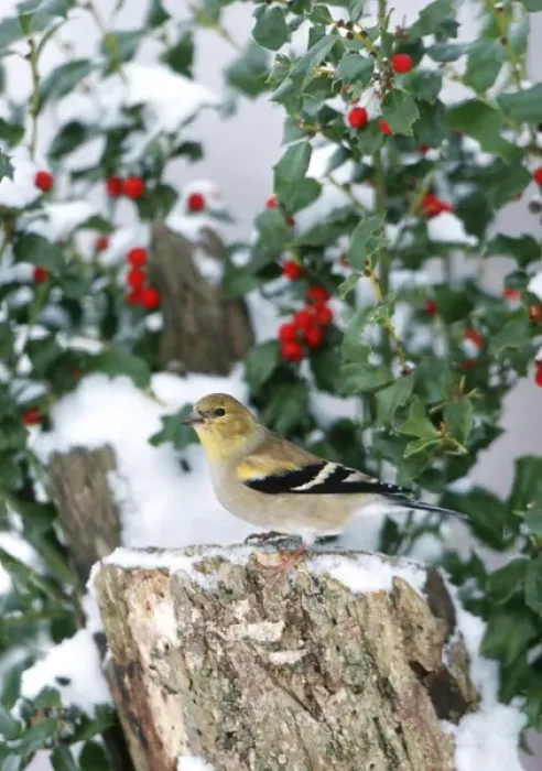 Framed Print : American Goldfinch (Carduelis tristis) on stump near China Holly (Ilex cornuta) in winter Framed Print : American Goldfinch (Carduelis tristis) on stump near China Holly (Ilex cornuta) in winter