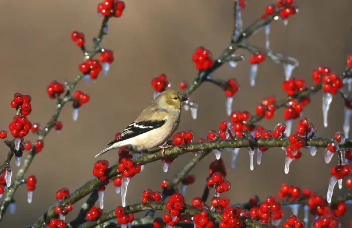 Framed Print : American Goldfinch (Carduelis tristis) - winter plumage, in icy Green Hawthorn (Crataegus Framed Print : American Goldfinch (Carduelis tristis) - winter plumage, in icy Green Hawthorn (Crataegus