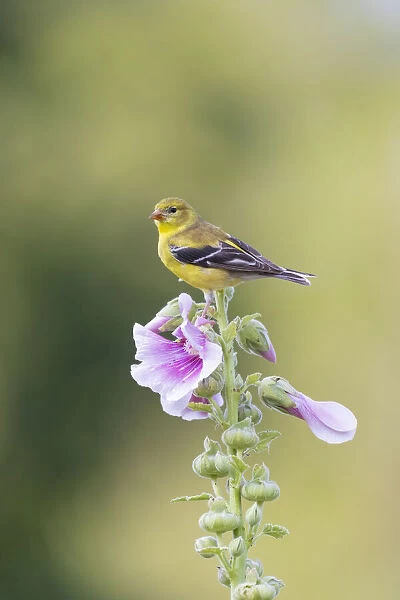 American goldfinch female on hollyhock, Marion County, Illinois